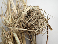 《カヤネズミの巣》