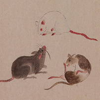 《鼠族図譜（写本）》