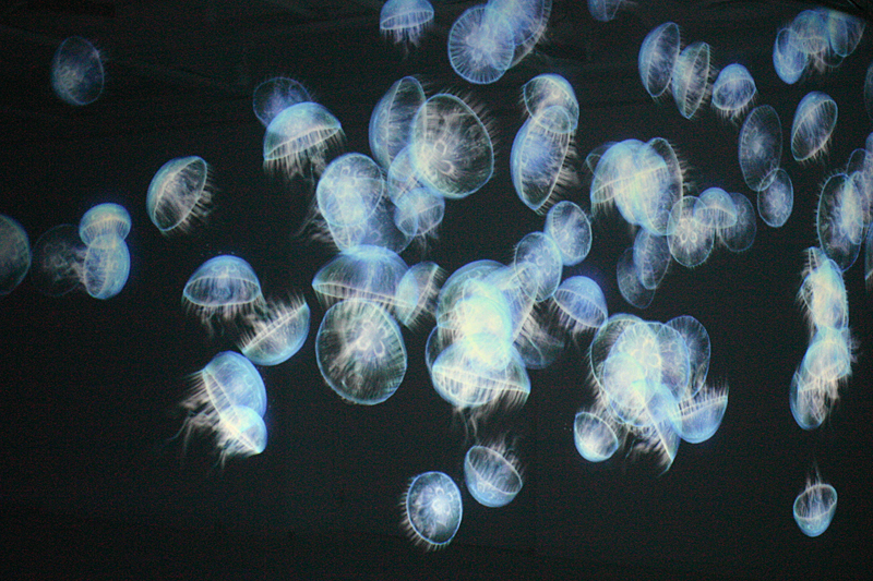 松尾高弘 インタラクティブアート展 -LIGHT EMOTION-