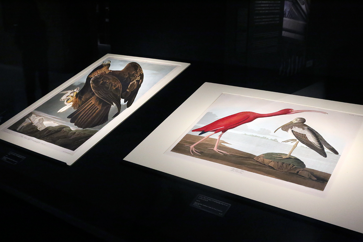 大英自然史博物館展