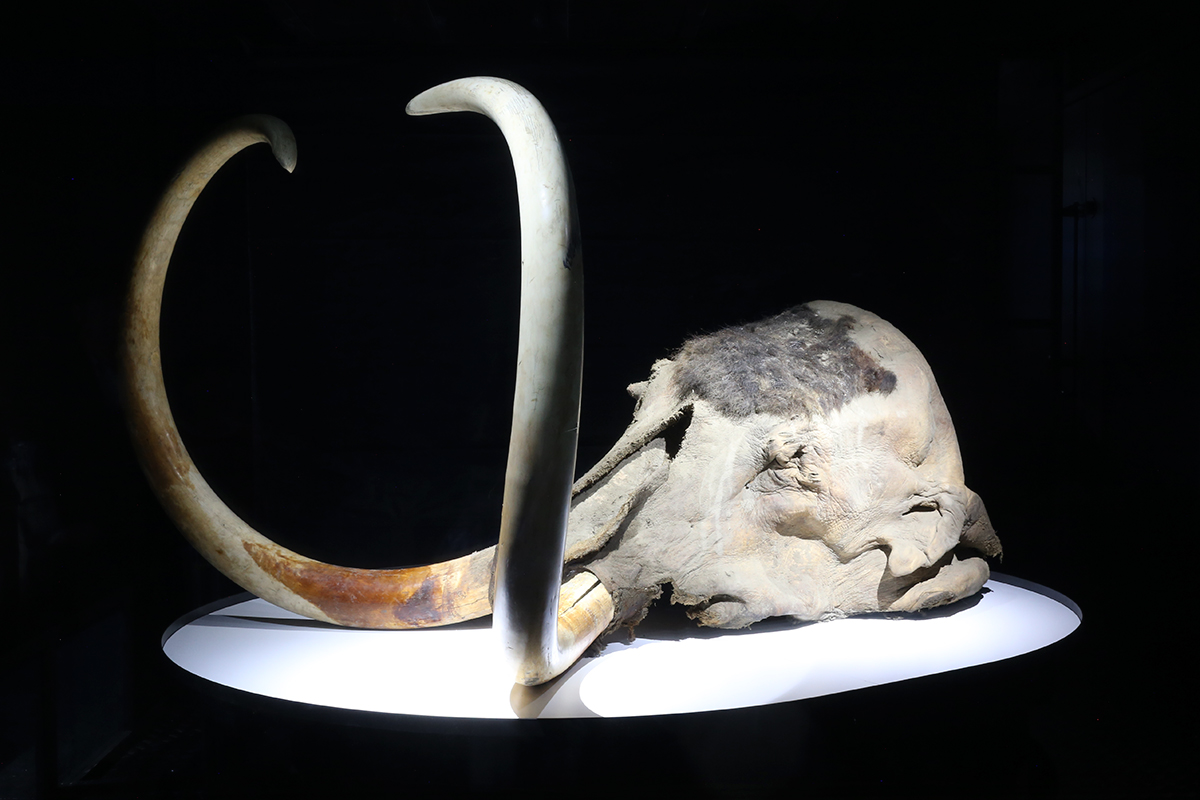 企画展「マンモス展」 ‐ その「生命」は蘇るのか ‐