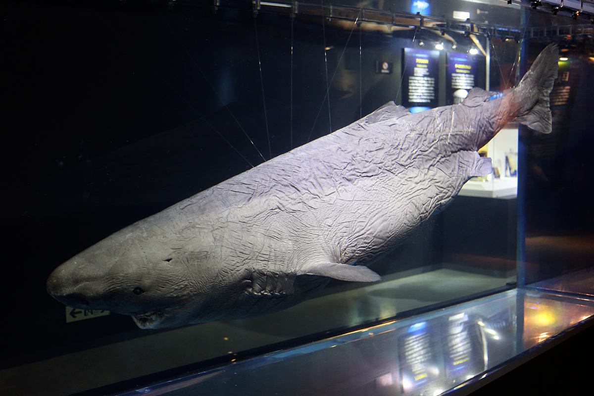 特別展「深海2017～最深研究でせまる”生命”と”地球”～」