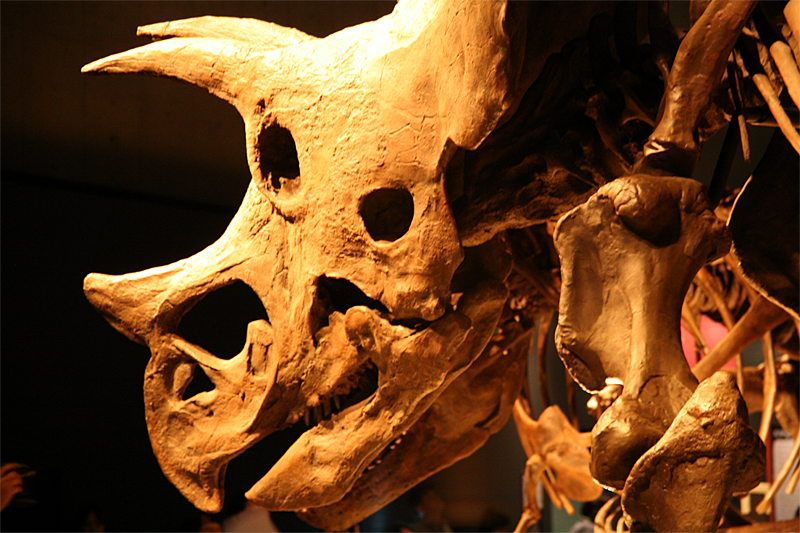 恐竜博2011　恐竜の祭典、この夏いよいよ上野へ！