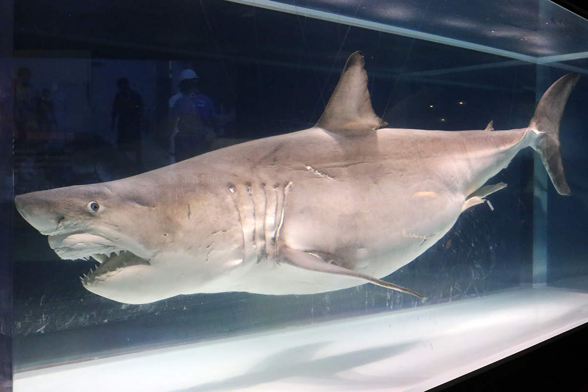 海のハンター展