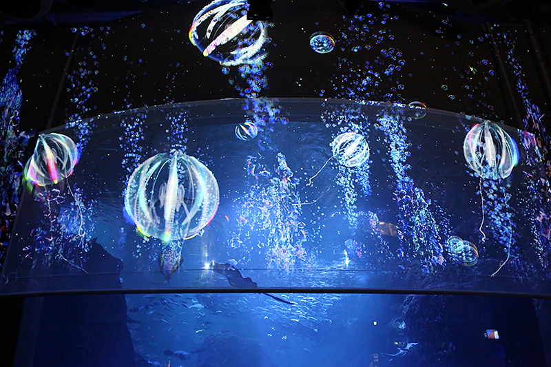 ナイトアクアリウム