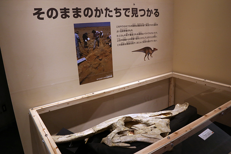 大恐竜展 ─ ゴビ砂漠の驚異