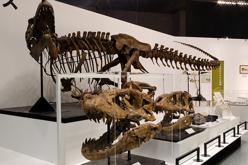 大恐竜展 ─ ゴビ砂漠の驚異 | レポート | アイエム［インターネット