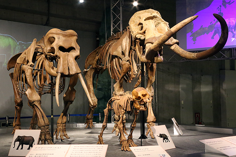 太古の哺乳類展 ─ 日本の化石でたどる進化と絶滅 ─