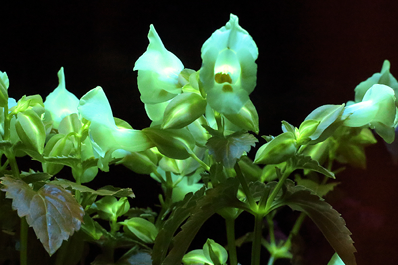 ヒカリ展　光のふしぎ、未知の輝きに迫る！