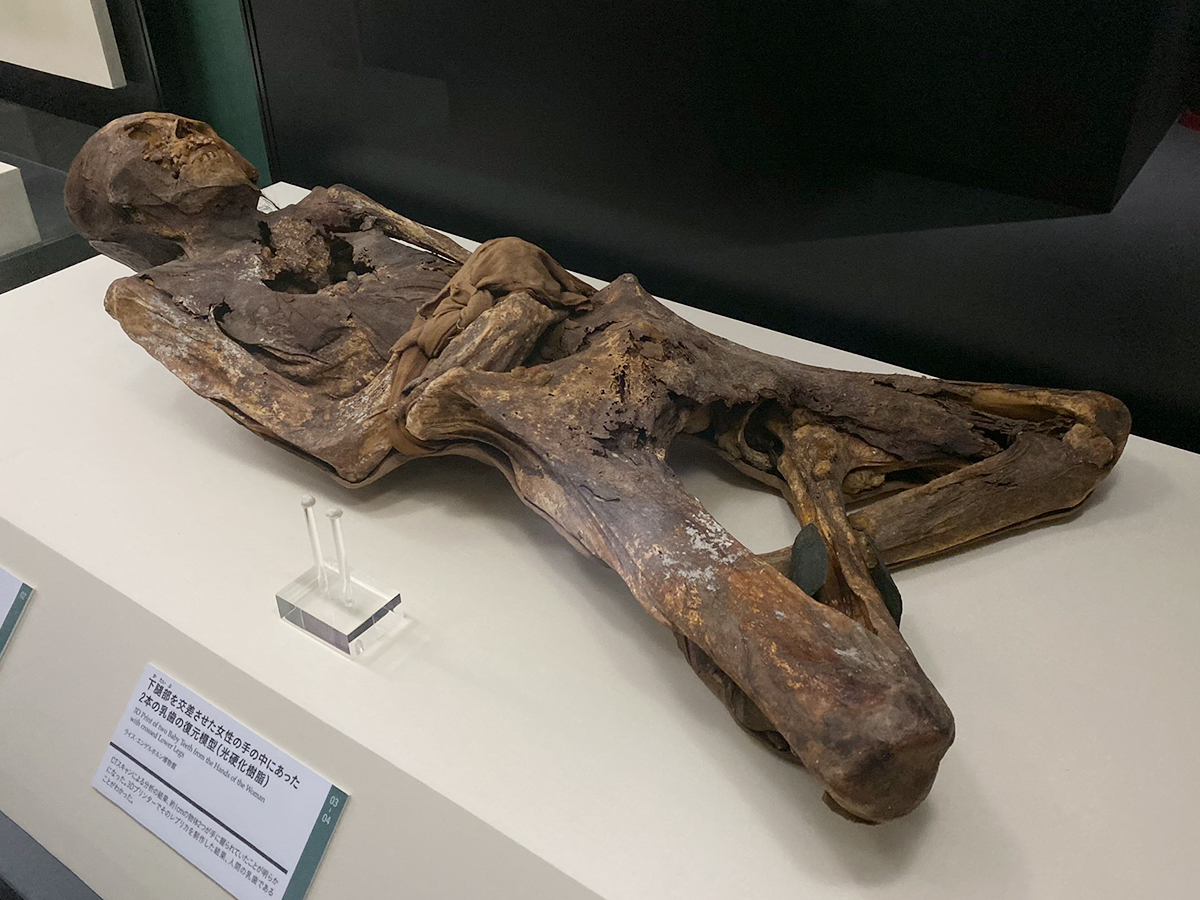 特別展　ミイラ ～ 「永遠の命」を求めて